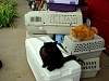 CatTaxis.JPG