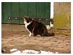 Boerderijkat.JPG