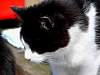Willemcloseup1.JPG